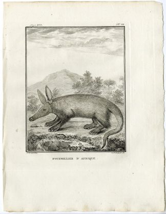 Antique Print-AARDVARK-ORYCTEROPUS AFER-PL.6-Fritsch-Buffon-1785