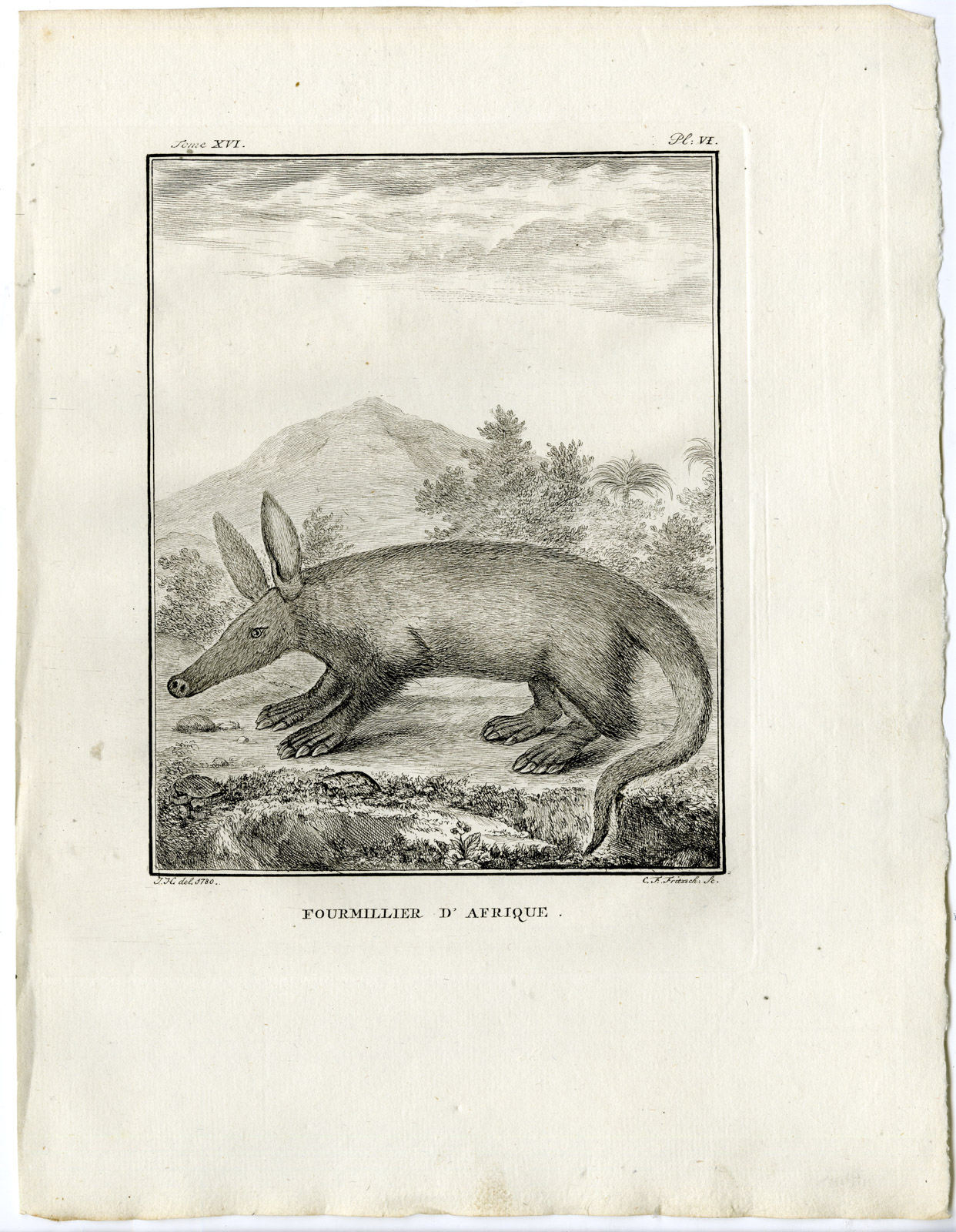 , Antique Print-AARDVARK-ORYCTEROPUS AFER-PL.6-Fritsch-Buffon-1785, Pictura Antique Prints