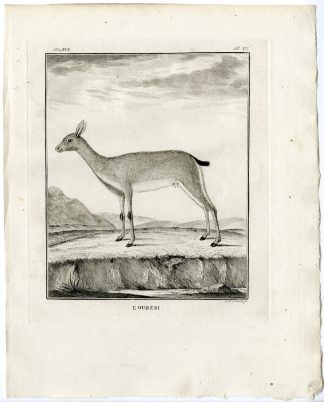 Antique Print-ORIBI-OUREBIA OUREBI-ANTELOPE-PL.7-Fritsch-Buffon-1785