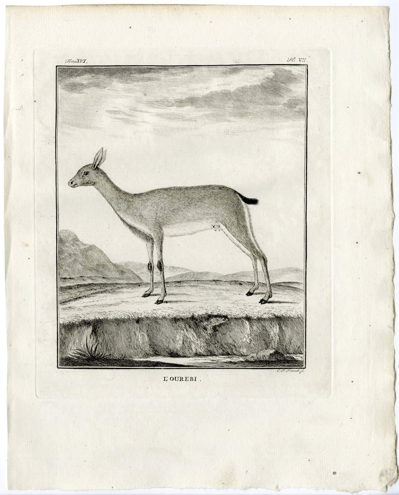 , Antique Print-ORIBI-OUREBIA OUREBI-ANTELOPE-PL.7-Fritsch-Buffon-1785, Pictura Antique Prints