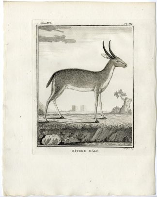 2 Antique Prints-SOUTHERN REEDBUCK-REDUNCA ARUNDINUM-PL.8-9-Fringham-Buffon-1785