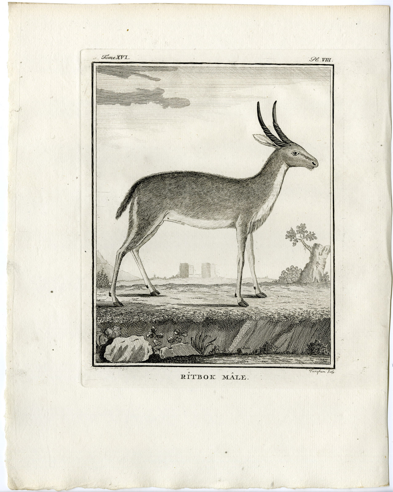 , 2 Antique Prints-SOUTHERN REEDBUCK-REDUNCA ARUNDINUM-PL.8-9-Fringham-Buffon-1785, Pictura Antique Prints