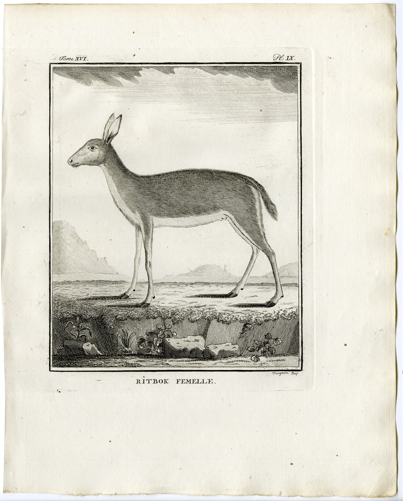 , 2 Antique Prints-SOUTHERN REEDBUCK-REDUNCA ARUNDINUM-PL.8-9-Fringham-Buffon-1785, Pictura Antique Prints