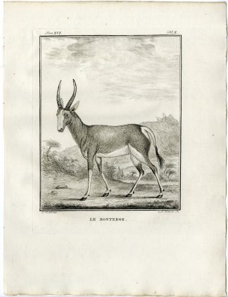 Antique Print-BONTEBOK-DAMALISCUS PYGARGUS-ANTELOPE-PL.10-Fritsch-Buffon-1785