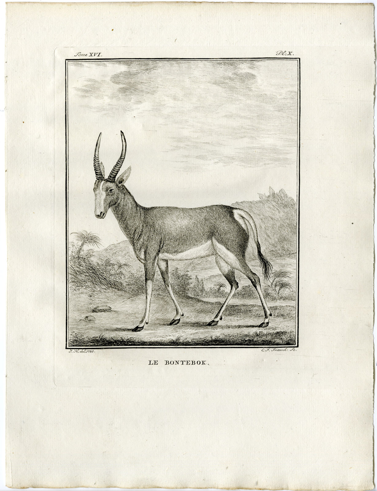 , Antique Print-BONTEBOK-DAMALISCUS PYGARGUS-ANTELOPE-PL.10-Fritsch-Buffon-1785, Pictura Antique Prints
