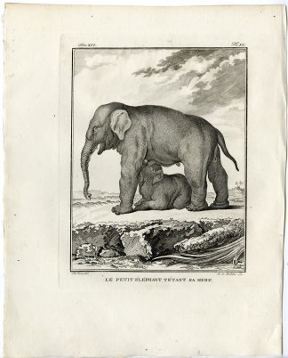 Antique Print-ASIAN ELEPHANT-BABY-DRINKING-PL.11-de Bakker-Buffon-1785