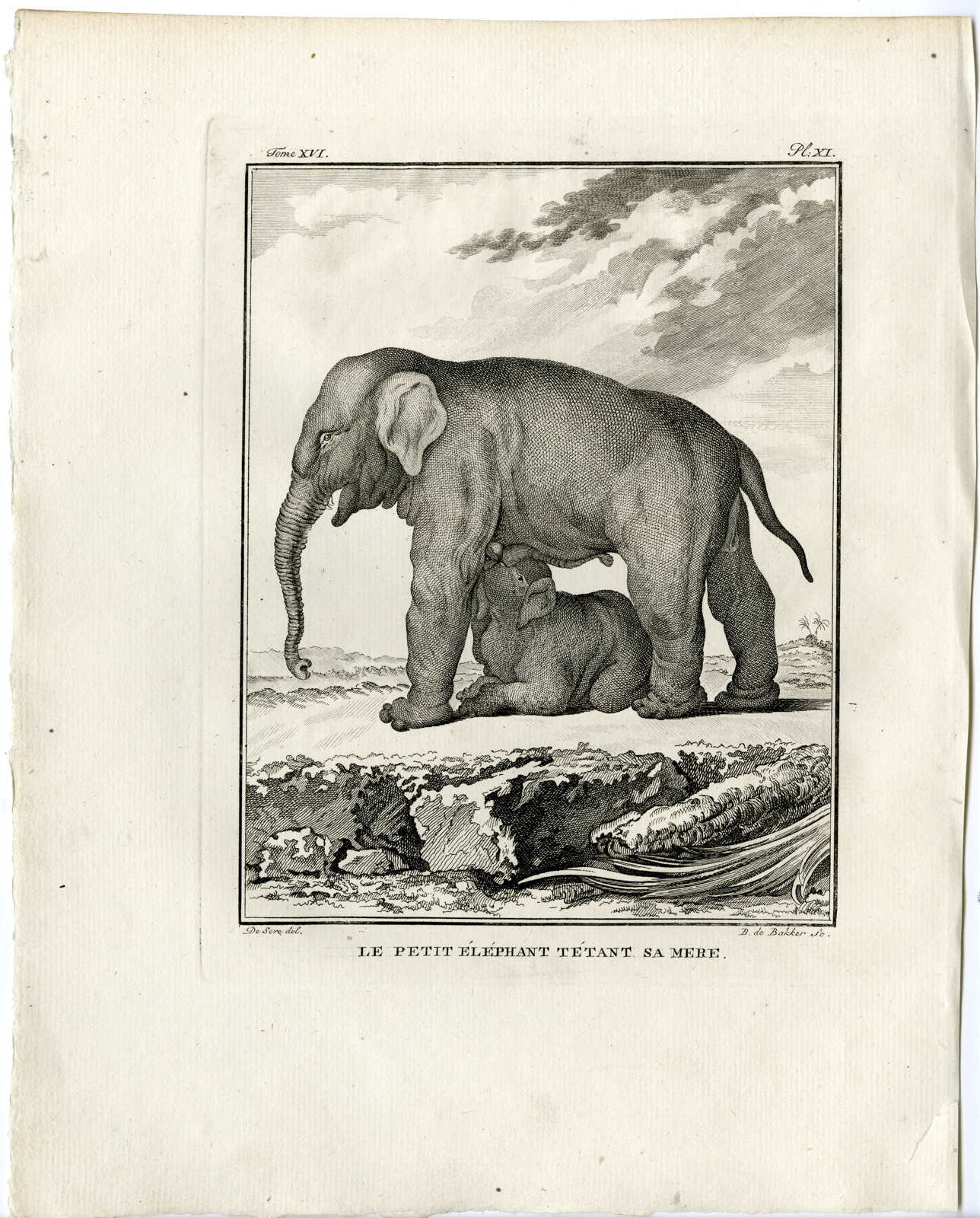 , Antique Print-ASIAN ELEPHANT-BABY-DRINKING-PL.11-de Bakker-Buffon-1785, Pictura Antique Prints