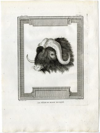 Antique Print-MUSKOX-OVIBOS MOSCHATUS-HEAD-PL.12-de Vries-Buffon-1785