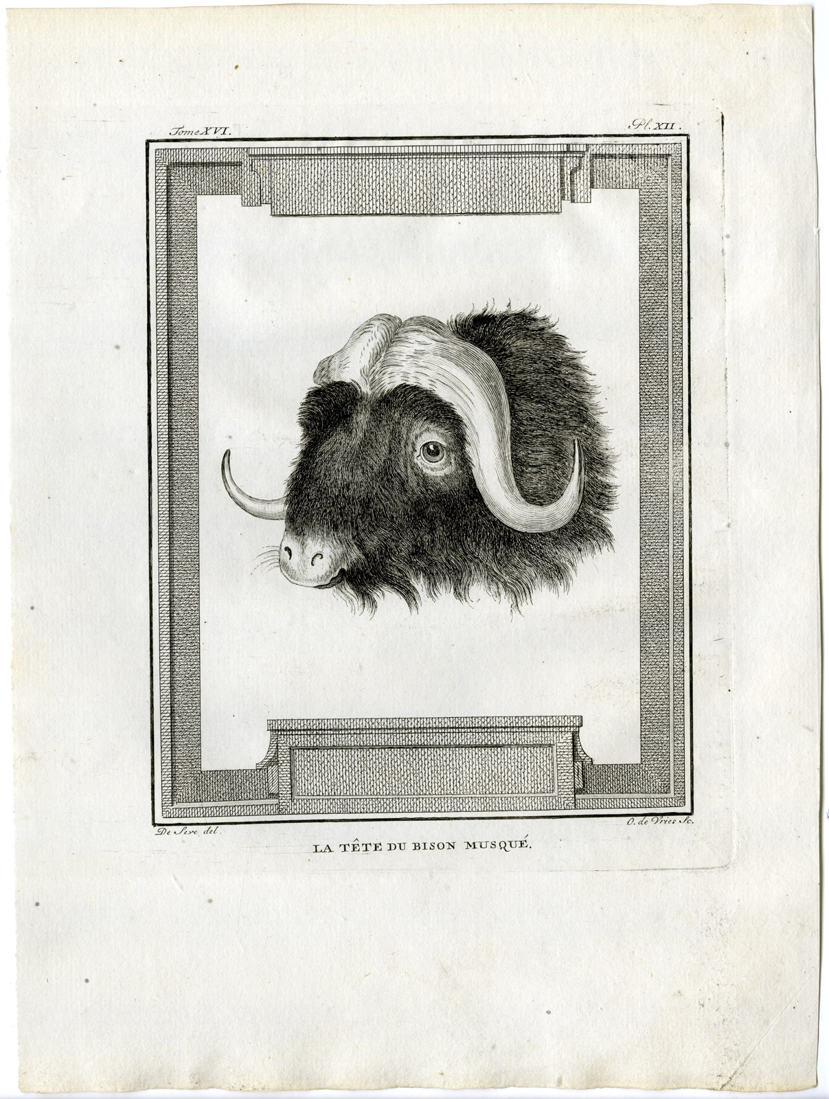 , Antique Print-MUSKOX-OVIBOS MOSCHATUS-HEAD-PL.12-de Vries-Buffon-1785, Pictura Antique Prints