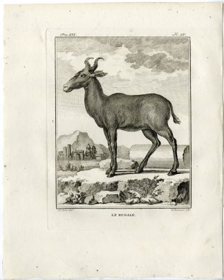 Antique Print-BUBAL HARTEBEEST-ANTELOPE-PL.15-Brouwer-Buffon-1785