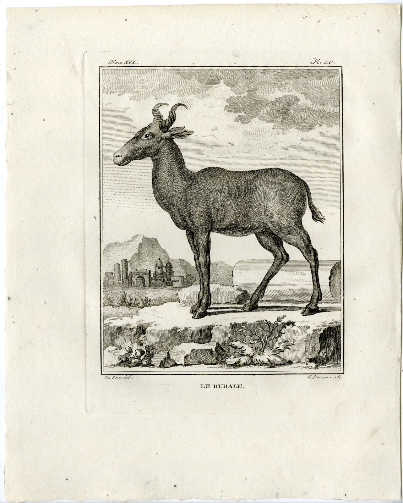 , Antique Print-BUBAL HARTEBEEST-ANTELOPE-PL.15-Brouwer-Buffon-1785, Pictura Antique Prints