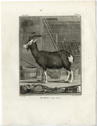 Antique Print-GOAT-BOUC A LONGS SABOTS-HOOF-PL. 16-de Bakker-Buffon-1785