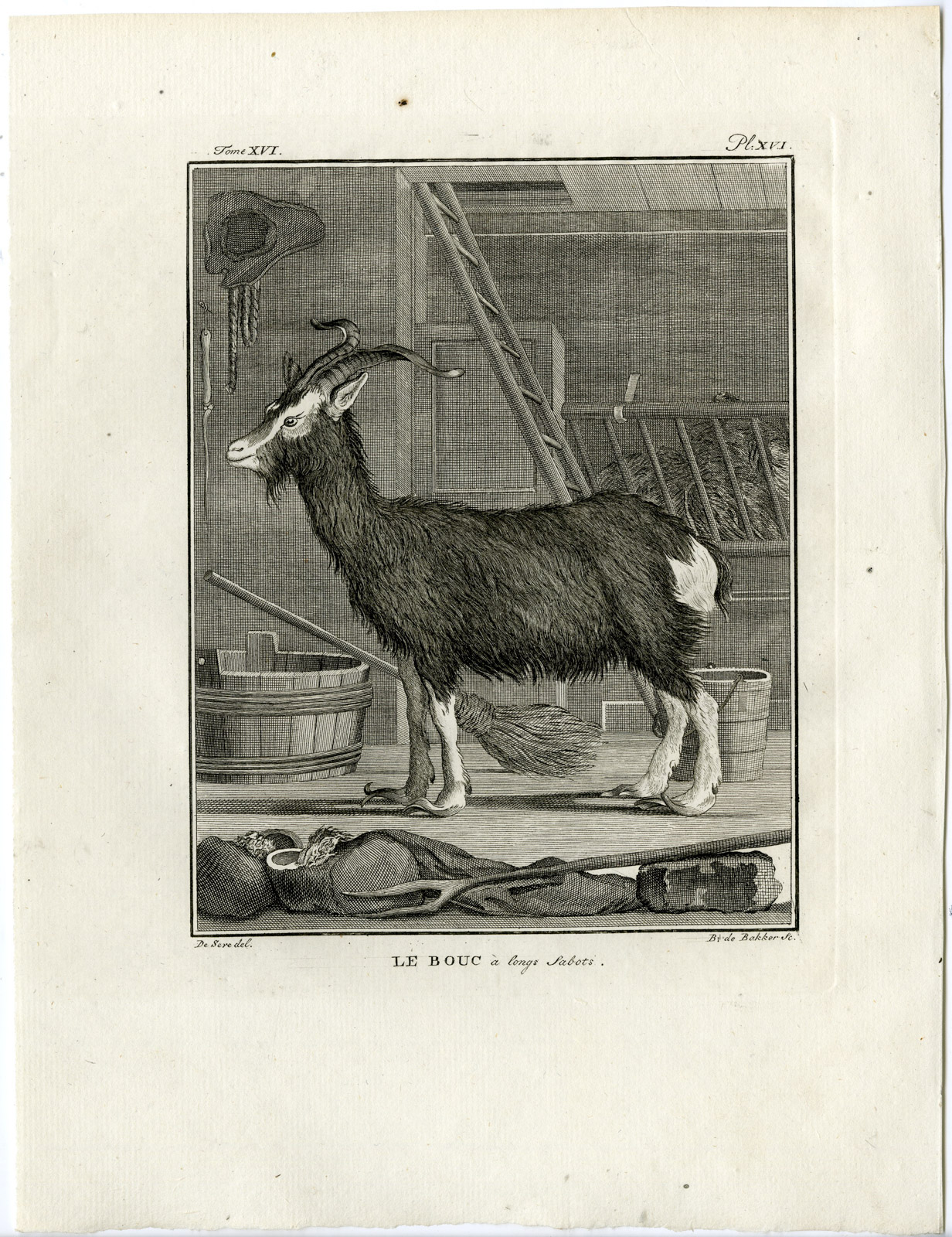 , Antique Print-GOAT-BOUC A LONGS SABOTS-HOOF-PL. 16-de Bakker-Buffon-1785, Pictura Antique Prints