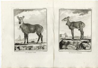 2 Antique Prints-NILGAI-BOSELAPHUS TRAGOCAMELUS-PL. 13-14-de Vries-Buffon-1785