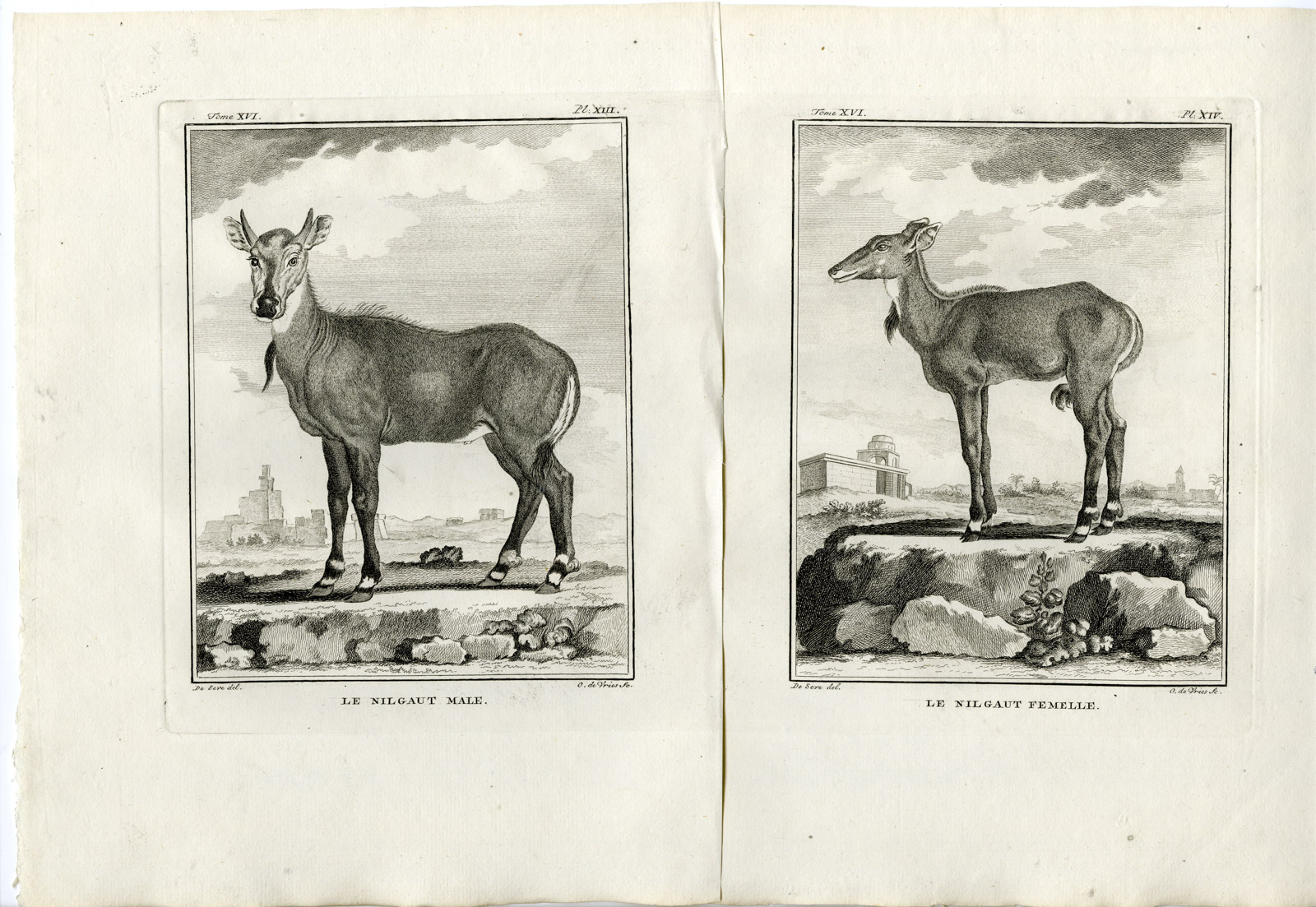 , 2 Antique Prints-NILGAI-BOSELAPHUS TRAGOCAMELUS-PL. 13-14-de Vries-Buffon-1785, Pictura Antique Prints
