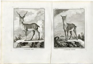 2 Antique Prints-ANTELOPE-ANTILOPE-MALE-FEMALE-PL. 17-18-de Vries-Buffon-1785