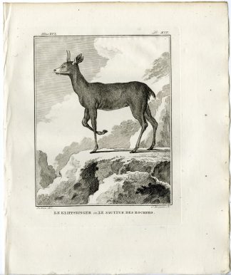 Antique Print-ANTELOPE-KLIPSPRINGER-OREOTRAGUS-PL. 19-Brouwer-Buffon-1785