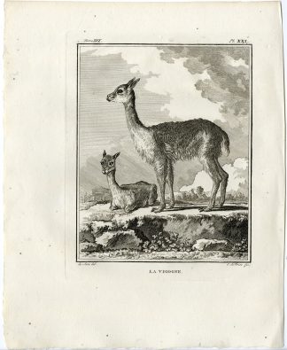 Antique Print-VICUNA-LAMA VICUGNA-VIGOGNE-PL. 21-de Vries-Buffon-1785