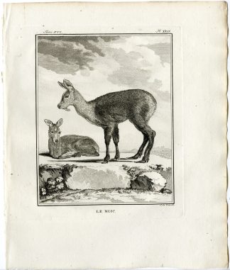 Antique Print-MUSK DEER-MOSCHUS-PL. 22-de Vries-Buffon-1785