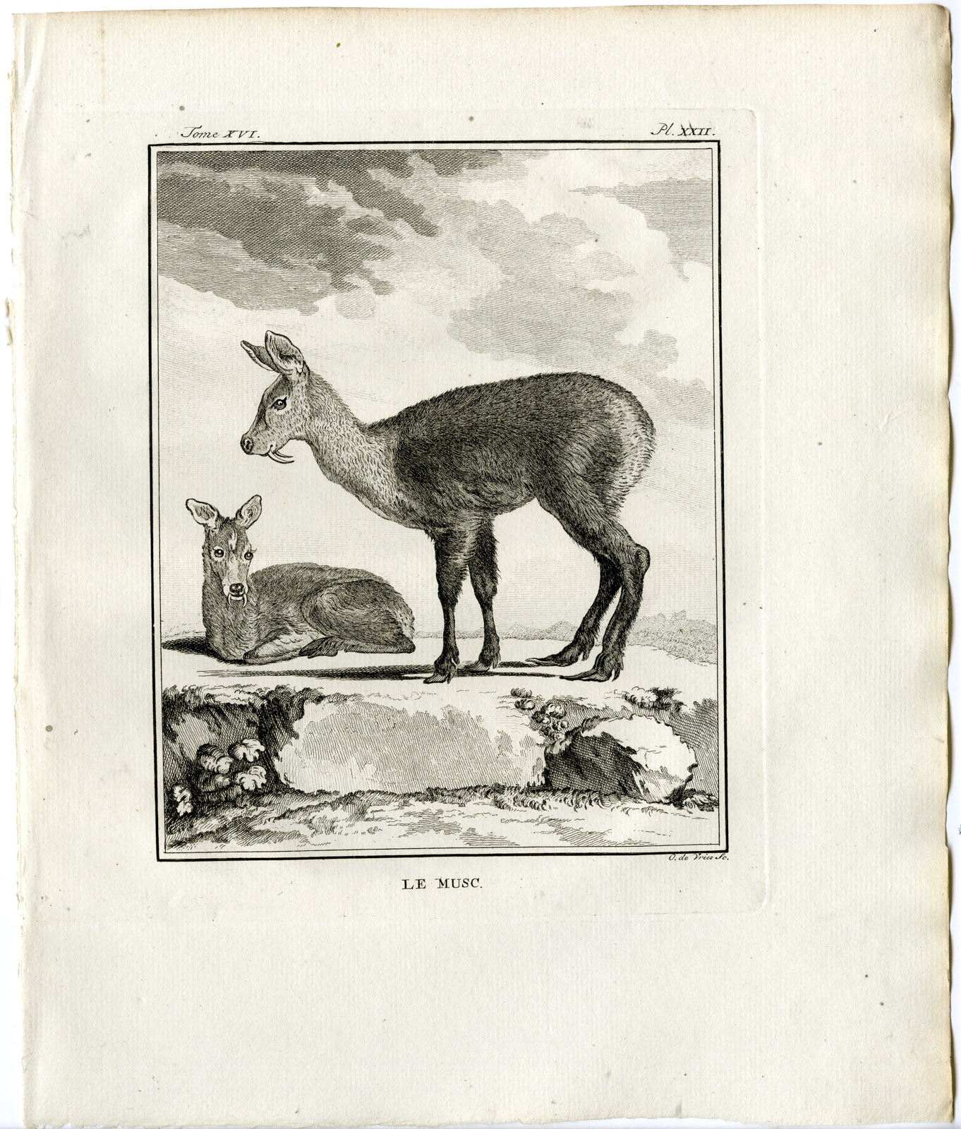 , Antique Print-MUSK DEER-MOSCHUS-PL. 22-de Vries-Buffon-1785, Pictura Antique Prints