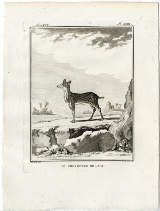 Antique Print-JAVA MOUSE DEER-TRAGULUS JAVANICUS-PL. 23-de Vries-Buffon-1785