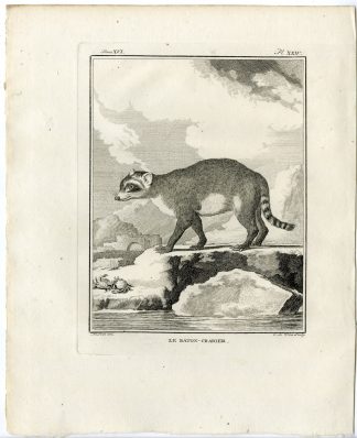 Antique Print-CRAB EATING RACCOON-RATON CRABIER-PL. 24-de Vries-Buffon-1785