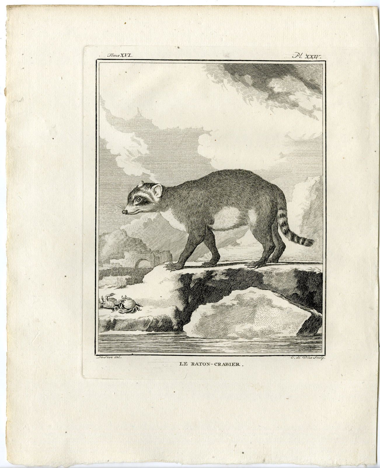 , Antique Print-CRAB EATING RACCOON-RATON CRABIER-PL. 24-de Vries-Buffon-1785, Pictura Antique Prints