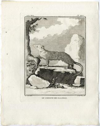 Antique Print-VIRGINIA OPOSSUM-DIDELPHIS VIRGINIANA-PL. 25-de Vries-Buffon-1785