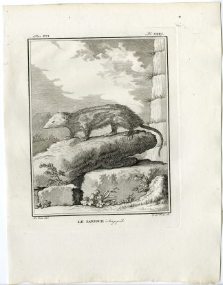 Antique Print-OPOSSUM-SARIGUE A LONGS POILS-PL. 26-de Vries-Buffon-1785