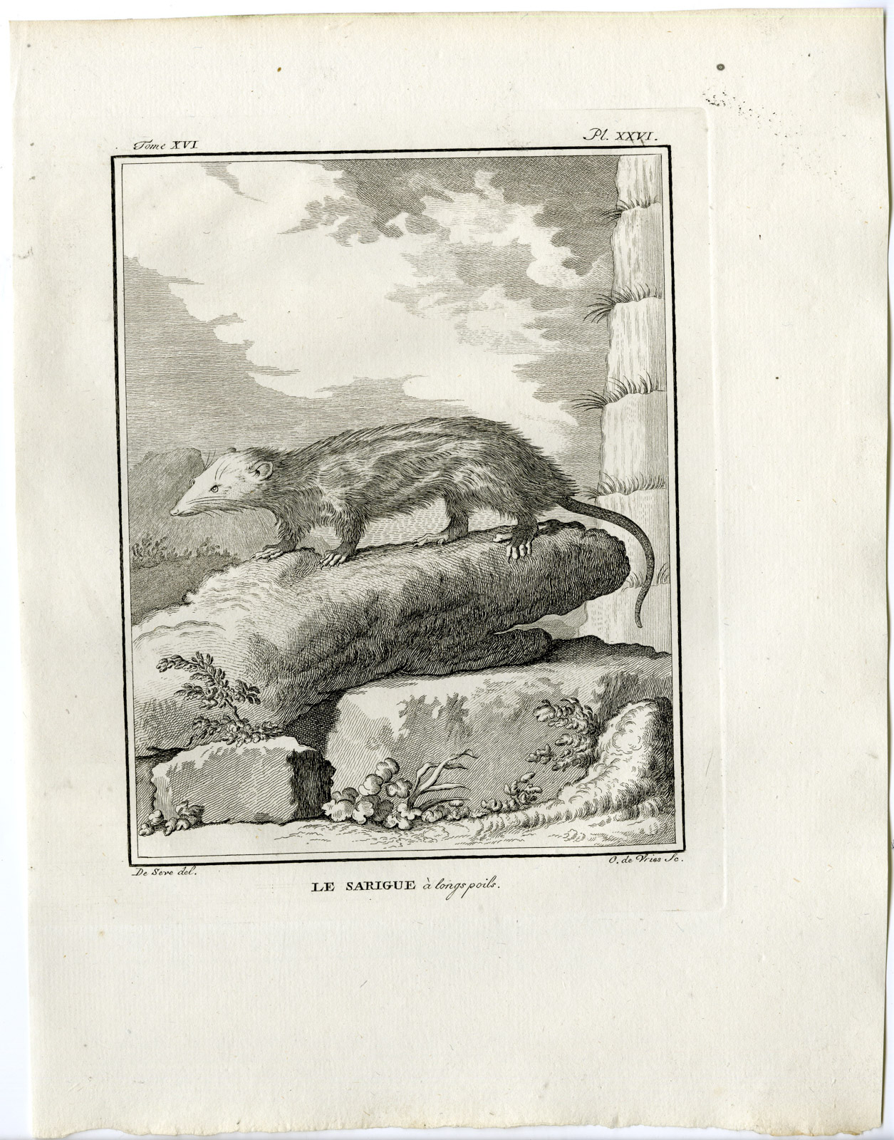 , Antique Print-OPOSSUM-SARIGUE A LONGS POILS-PL. 26-de Vries-Buffon-1785, Pictura Antique Prints