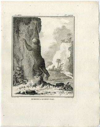 Antique Print-SLOTH-KOURI-PETIT UNAU-PL. 27-de Vries-Buffon-1785