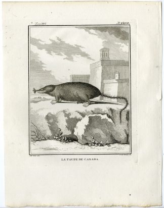 Antique Print-CANADIAN MOLE-TAUPE-PL. 28-de Vries-Buffon-1785