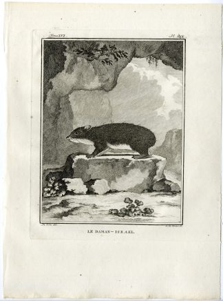 Antique Print-JERBOA-DAMAN ISRAEL-PL. 30-de Vries-Buffon-1785