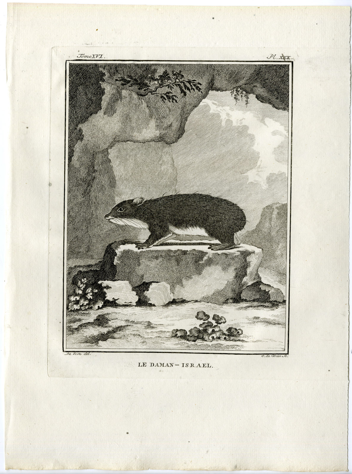 , Antique Print-JERBOA-DAMAN ISRAEL-PL. 30-de Vries-Buffon-1785, Pictura Antique Prints