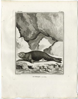 Antique Print-SEAL-ROB-PINNIPED-PHOQUE-PL. 31-de Vries-Buffon-1785