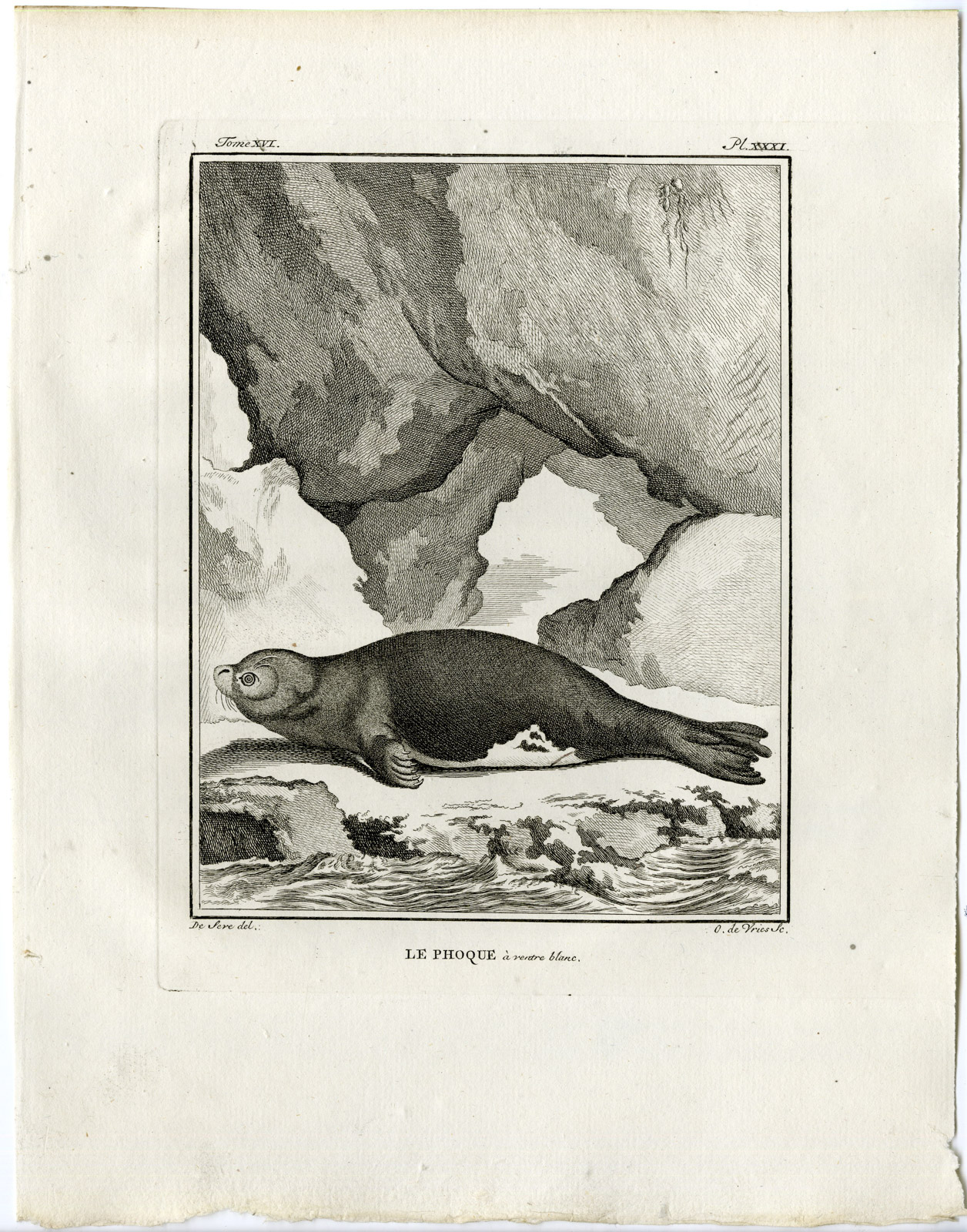 , Antique Print-SEAL-ROB-PINNIPED-PHOQUE-PL. 31-de Vries-Buffon-1785, Pictura Antique Prints