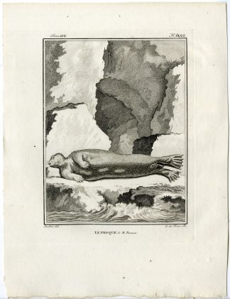Antique Print-SEAL-ROB-PINNIPED-PHOQUE-PARSONS-PL. 32-de Vries-Buffon-1785