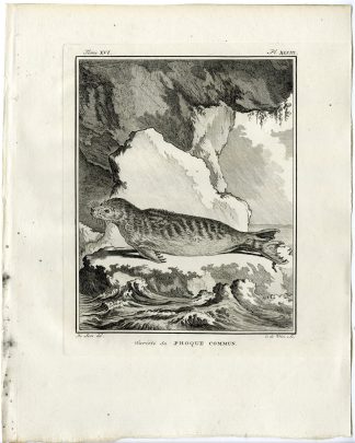 Antique Print-HARBOUR SEAL-PHOCA VITULINA-VARIETY-PL. 33-de Vries-Buffon-1785