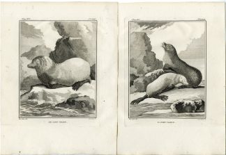 3 Antique Prints-NORTHERN FUR SEAL-SEA LION-ANATOMY-P.34-36-de Vries-Buffon-1785