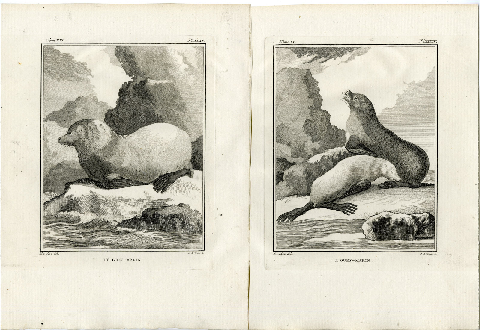 , 3 Antique Prints-NORTHERN FUR SEAL-SEA LION-ANATOMY-P.34-36-de Vries-Buffon-1785, Pictura Antique Prints