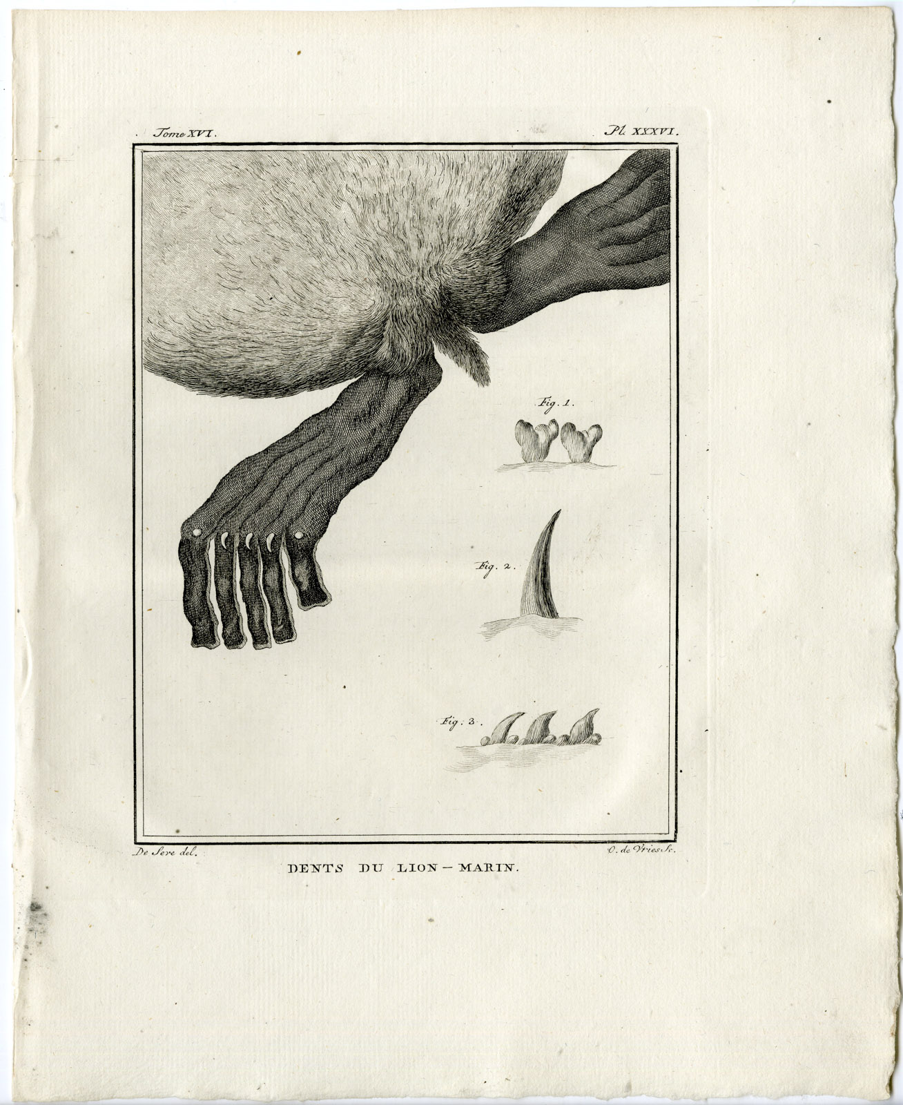 , 3 Antique Prints-NORTHERN FUR SEAL-SEA LION-ANATOMY-P.34-36-de Vries-Buffon-1785, Pictura Antique Prints