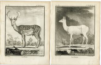 4 Antique Prints-FALLOW DEER-ANTLER-DAMA DAMA-PL. 27-30-Baquoy-Buffon-1785
