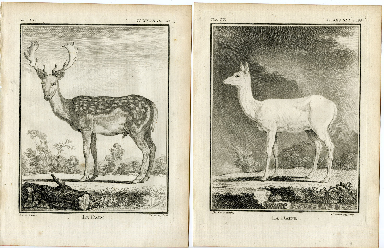 , 4 Antique Prints-FALLOW DEER-ANTLER-DAMA DAMA-PL. 27-30-Baquoy-Buffon-1785, Pictura Antique Prints
