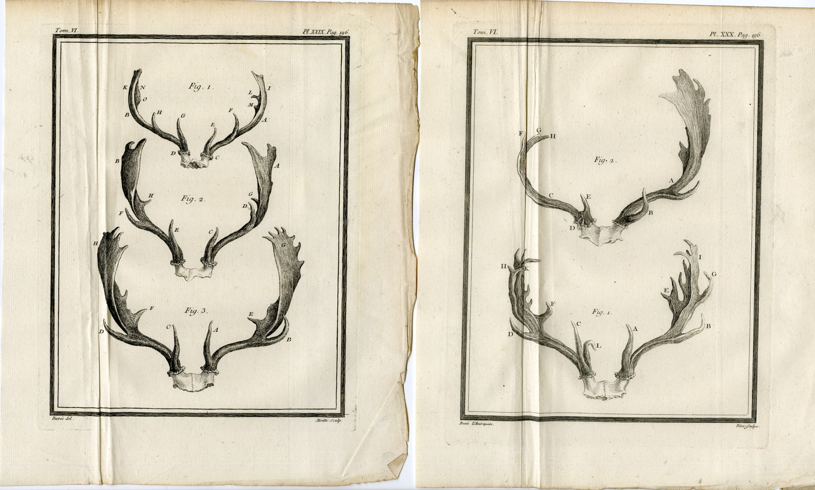 , 4 Antique Prints-FALLOW DEER-ANTLER-DAMA DAMA-PL. 27-30-Baquoy-Buffon-1785, Pictura Antique Prints