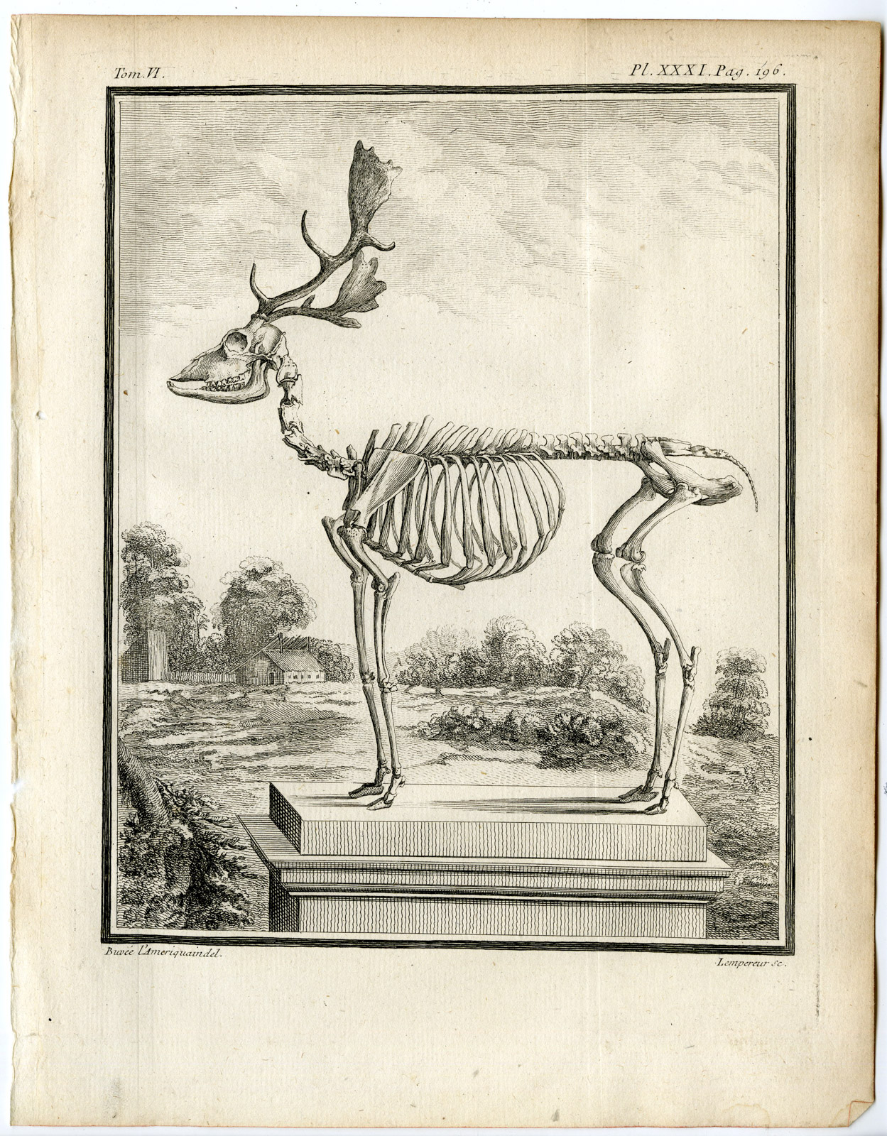 , 4 Antique Prints-FALLOW DEER-ANTLER-DAMA DAMA-PL. 27-30-Baquoy-Buffon-1785, Pictura Antique Prints