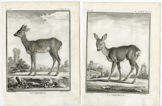 6 Antique Prints-ROE DEER-CAPREOLUS-ANTLERS-PL. 32-37-Baquoy-Buffon-1785