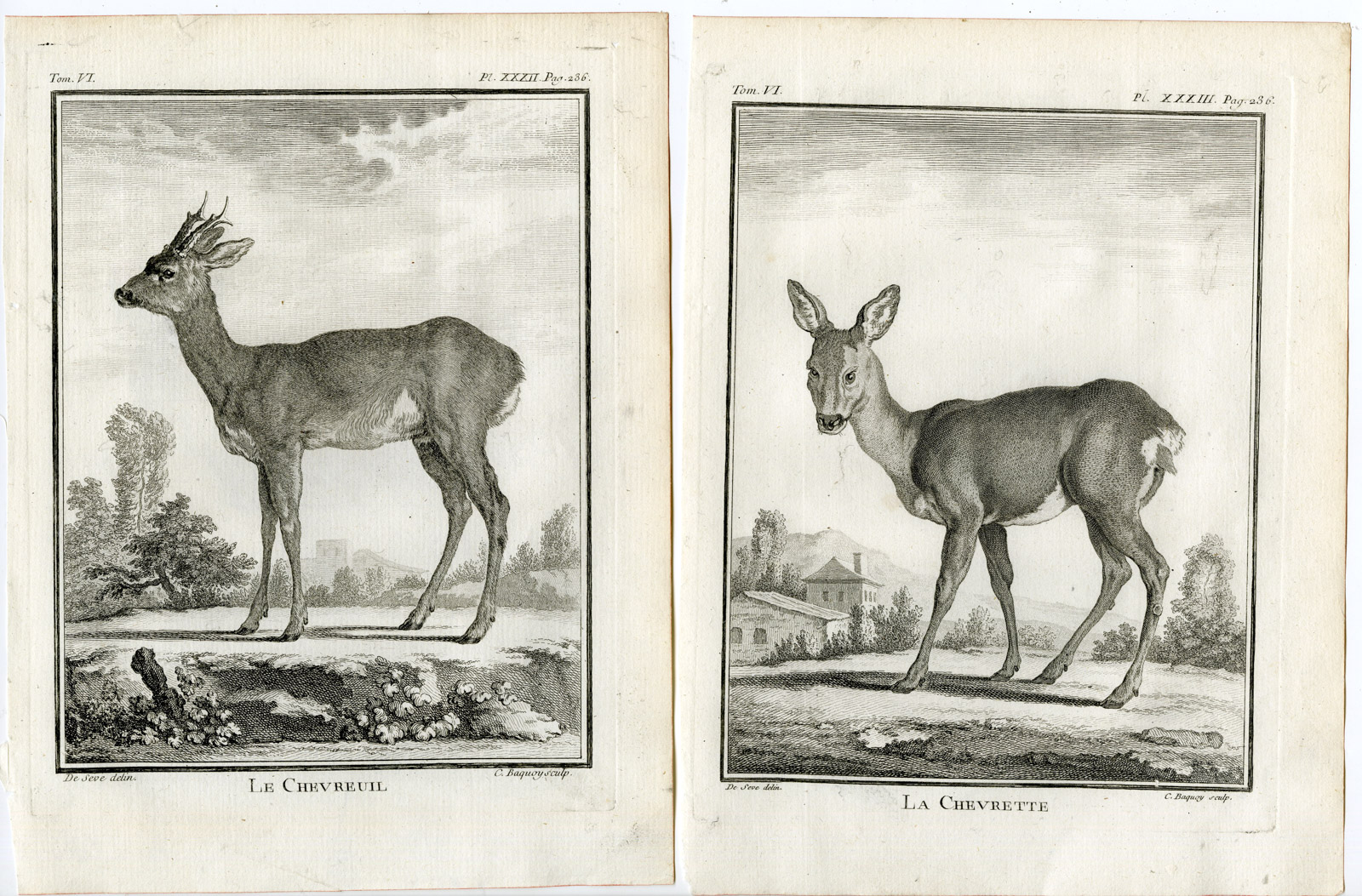 , 6 Antique Prints-ROE DEER-CAPREOLUS-ANTLERS-PL. 32-37-Baquoy-Buffon-1785, Pictura Antique Prints