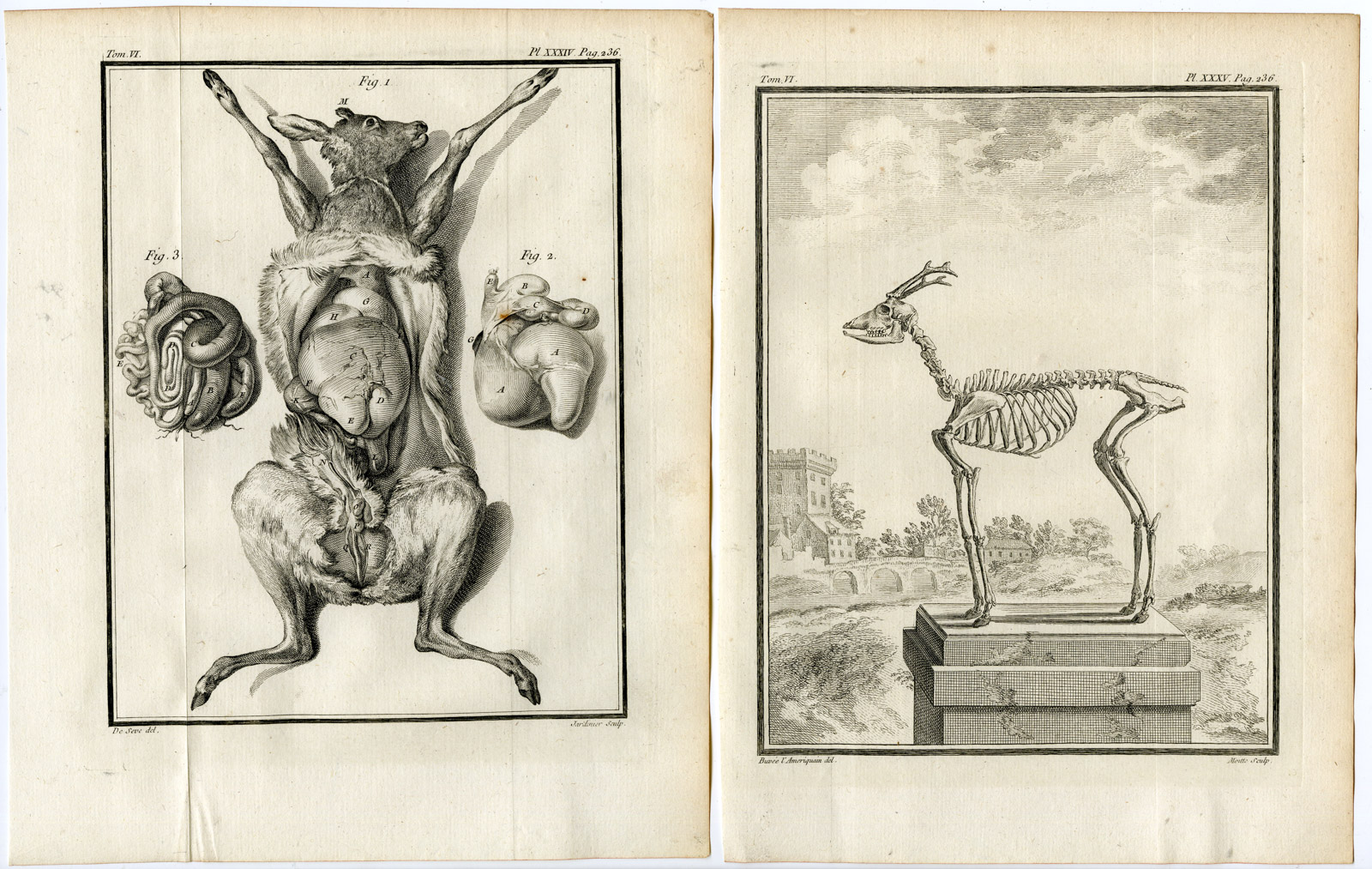 , 6 Antique Prints-ROE DEER-CAPREOLUS-ANTLERS-PL. 32-37-Baquoy-Buffon-1785, Pictura Antique Prints