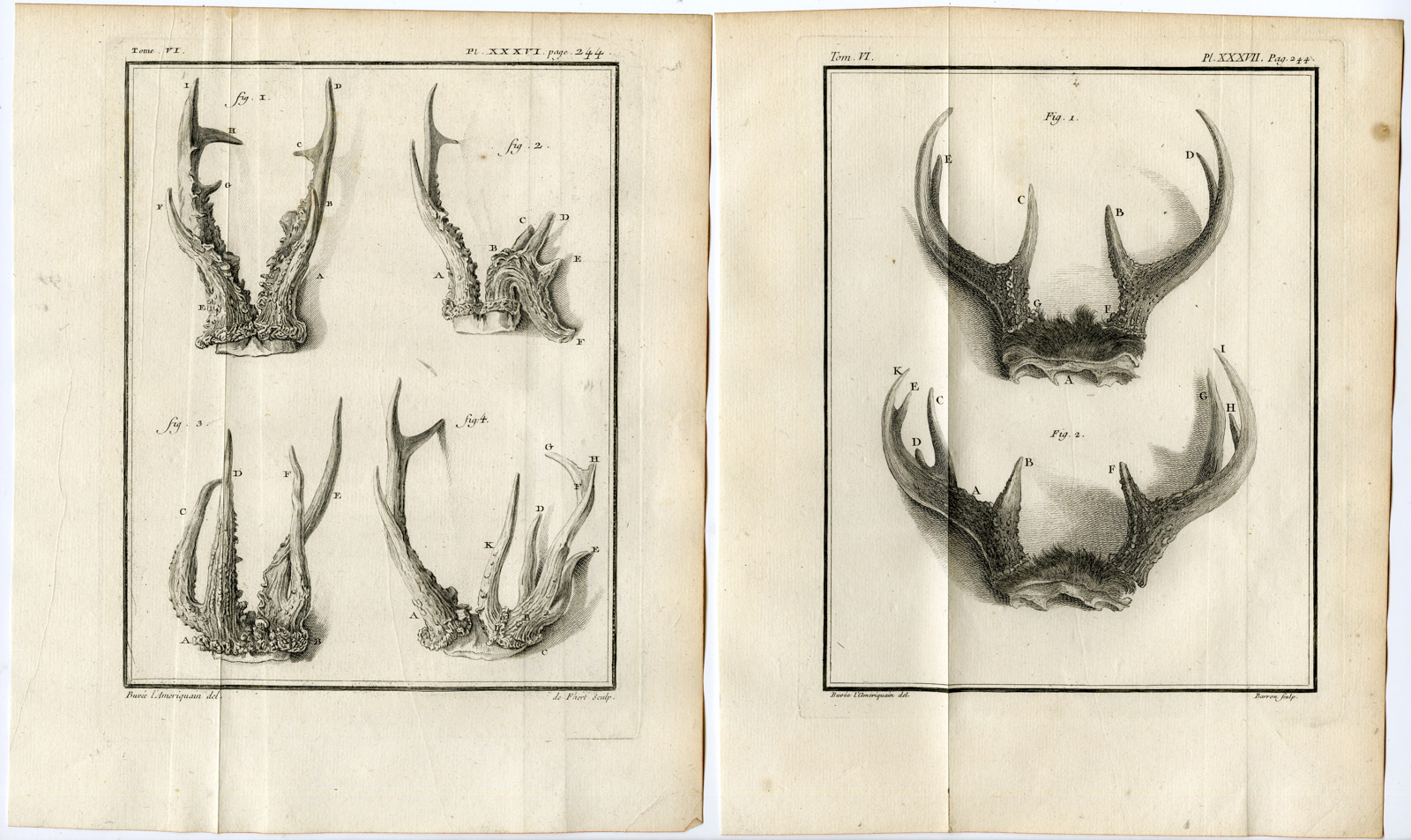 , 6 Antique Prints-ROE DEER-CAPREOLUS-ANTLERS-PL. 32-37-Baquoy-Buffon-1785, Pictura Antique Prints