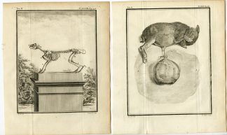 11 Antique Prints-HARE-LIEVRE-ANATOMY-SKELETON-PL. 38-49-Tardieu-Buffon-1785